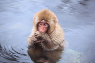 The Golden Triangle of Japan Tour Winter: 
Snow 
Monkeys