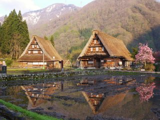 Japan In Depth with Japanese Alps (Reverse): 
Cherry 
Blossom Tour