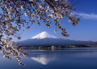 Signature: Classic Japan Cherry Blossom Tour