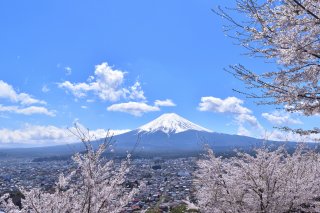 Signature: Essence of Japan Cherry Blossom 
Tour