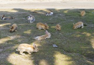 Japan Nature and Wildlife Tour