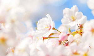 about japan Climate photo1