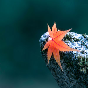 photo of Autumn leaves in Japan