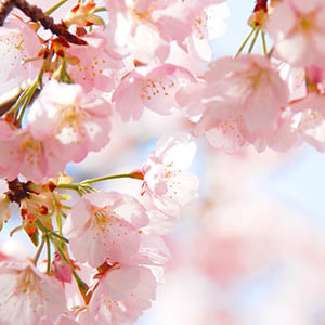 photo of Cherry blossoms in Japan
