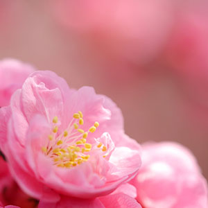 photo of flowers in Japan