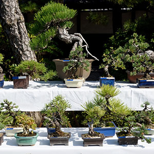 photo of Japanese Bonsai