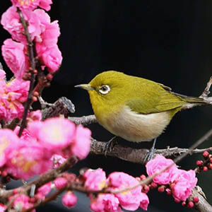 photo of Wildlife
