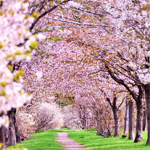 photo of Cherry Blossoms