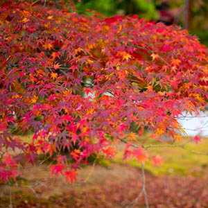 photo of Autumn Leaves