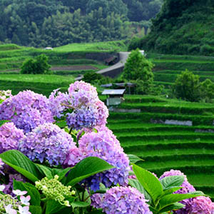 photo of Flowers