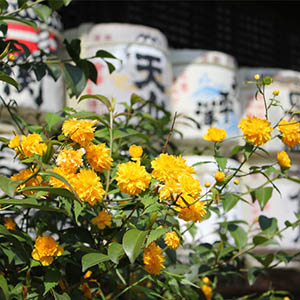 photo of Drinks