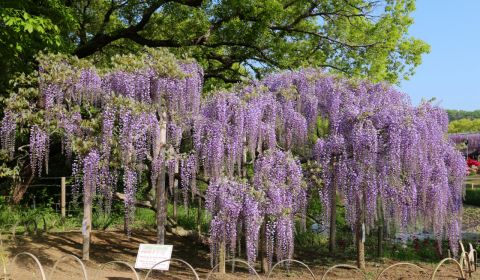 photo of Ashikaga Flower Park