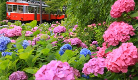 photo of Hydrangea (Ajisai) in Hakone