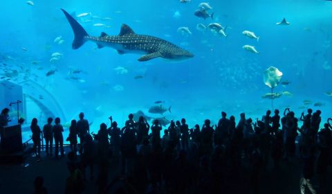 photo of Churaumi Aquarium