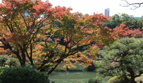 photo of Sorakuen Garden
