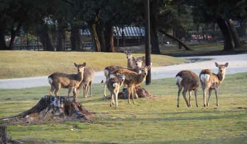 photo of Nara Deer Park
