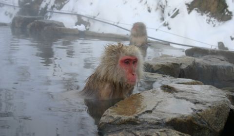 photo of Snow Monkeys