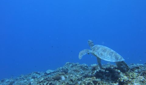 photo of Kerama Islands