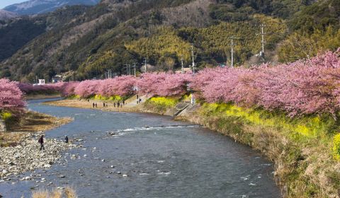 photo of Kawazu Cherry Blossom Festival