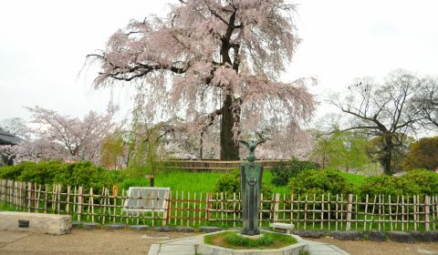 photo of Maruyama Park