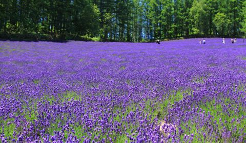photo of Lavender in Furano