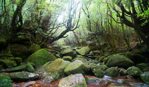 photo of Yakushima Island