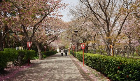 photo of Matsumae Park Cherry Blossom Festival