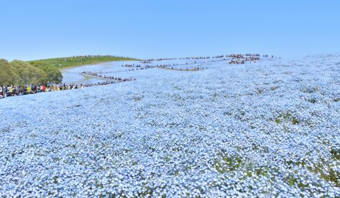 photo of Baby Blue Eyes Flowers at Hitachi Seaside Park