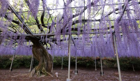 photo of Ashikaga