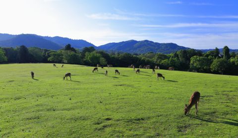 photo of Nara City