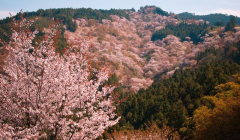 photo of Yoshino
