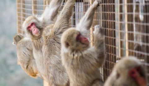 photo of Monkey Park Iwatayama