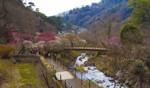 photo of Atami Plum Garden Festival
