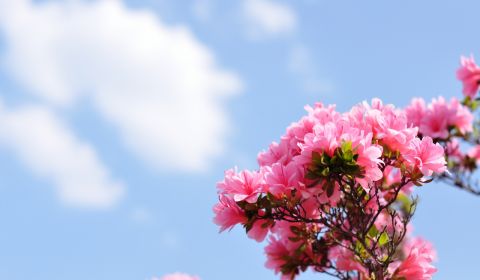 photo of Kurume
